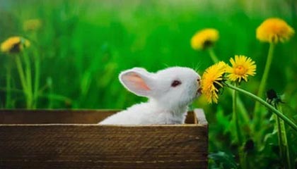 开云官网APP下载-EDG战队战术布置引发热议，edg战队队员名单